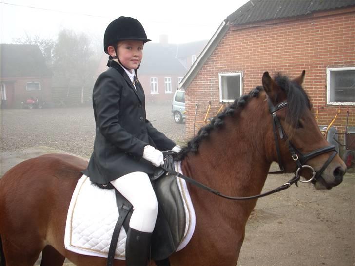 Dartmoor Innis Julian - Inden Lc1 uden galop, første stævne (-; billede 1