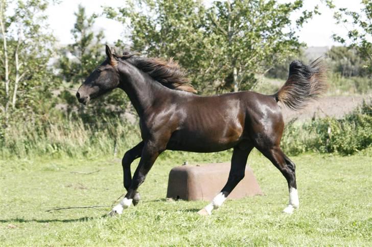 Oldenborg Bubber af Siem (Solgt) billede 18