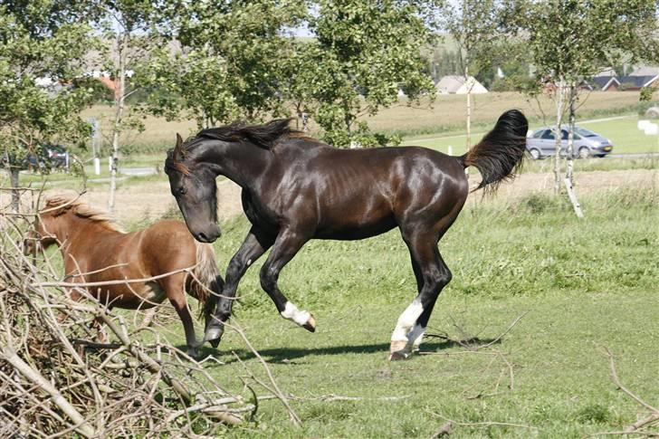 Oldenborg Bubber af Siem (Solgt) billede 19