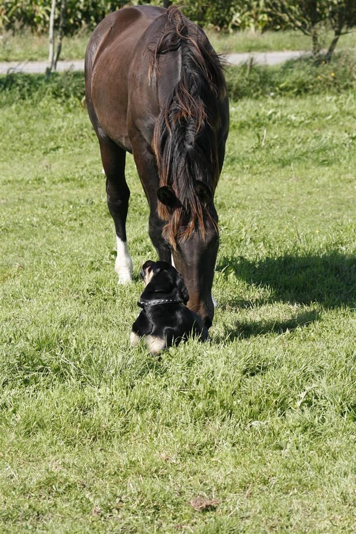 Oldenborg Bubber af Siem (Solgt) billede 20