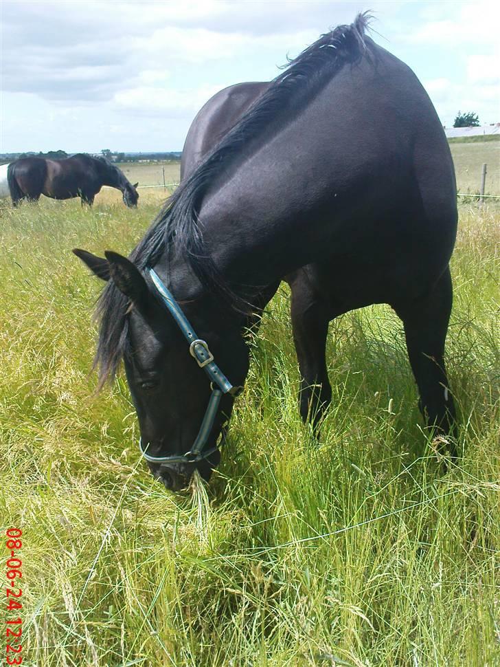 Oldenborg Okholms Makker  billede 11