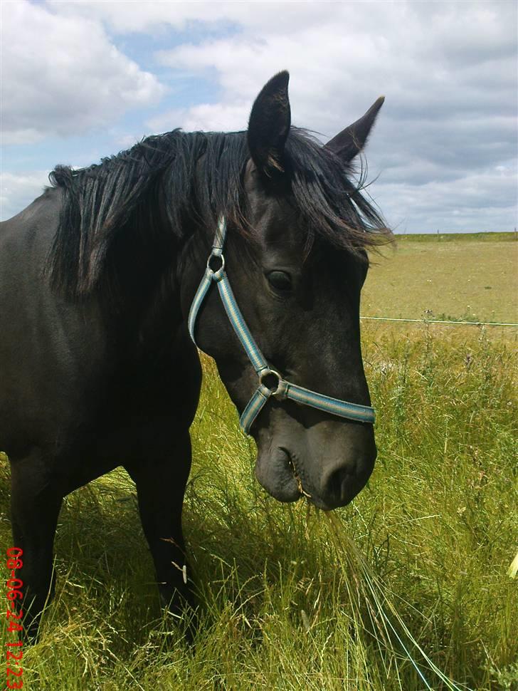 Oldenborg Okholms Makker  - På sommergræs! billede 12