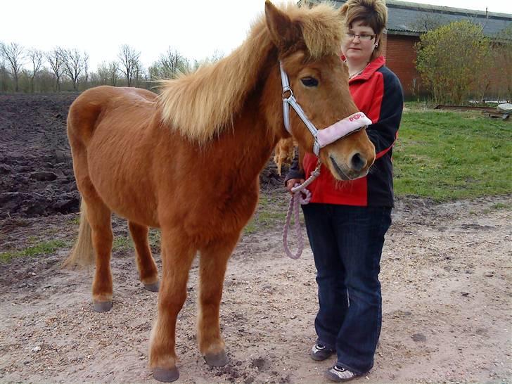 Islænder Perla *Død* - Her har jeg lige købt Perla, og her kan man se hvor tynd hun var da jeg købte hende billede 1
