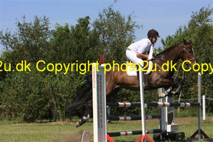 Dansk Varmblod West Side Wonder Choice *R.I.P.* billede 9