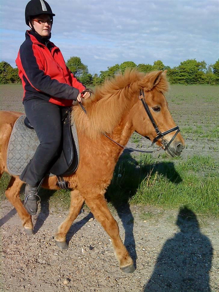 Islænder Perla *Død* - Ingen kommentar til mine ridebilleder  billede 9