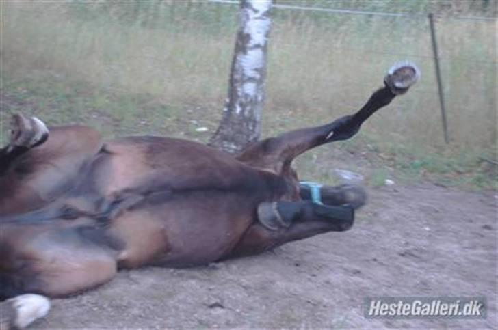 Anden særlig race Fandango SOLGT!! :'( - uuh, jeg er lige trådt ind på min nye sommerfold 2008 :) -foto; LLJ. billede 11