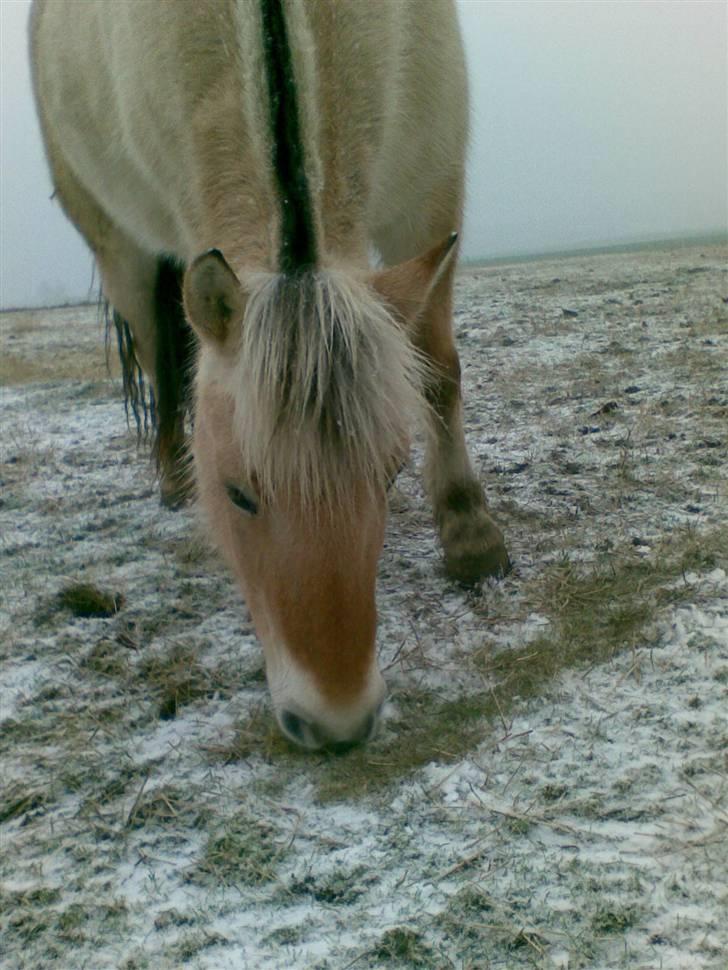 Anden særlig race Texas Yellow Rose (SOLGT) - Hårdt liv som fjordhest. Om sommeren bliver man tyk, og om vinteren ligner man bare en teddybjørn billede 3