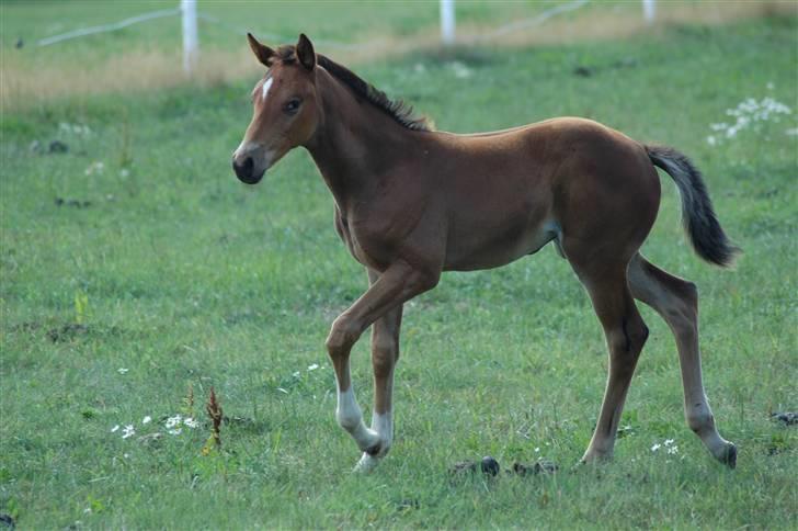 Dansk Varmblod Kastaniegården´s  Nedina  billede 2