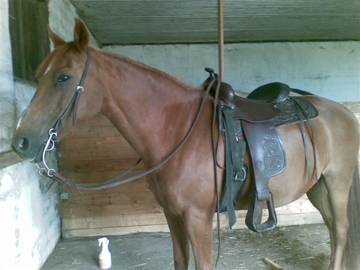 Anden særlig race Peter Pan (HIMMEL HEST) - Første dag i westernudstyr billede 1