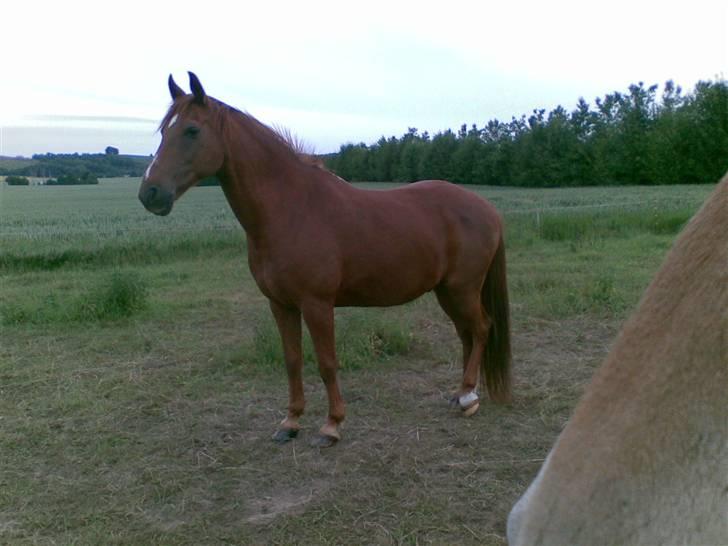Anden særlig race Peter Pan (HIMMEL HEST) - Nyt hjem. - Vi skal se det hele... billede 2