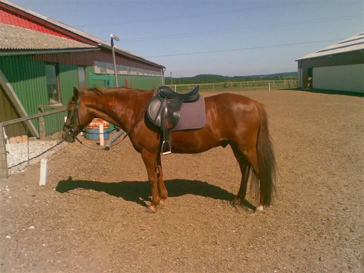 Anden særlig race Peter Pan (HIMMEL HEST) - Den dag det blev bestemt at jeg skulle have en ny ejer. Det vil sige en af de sidste dage i engelsk udstyr. billede 3