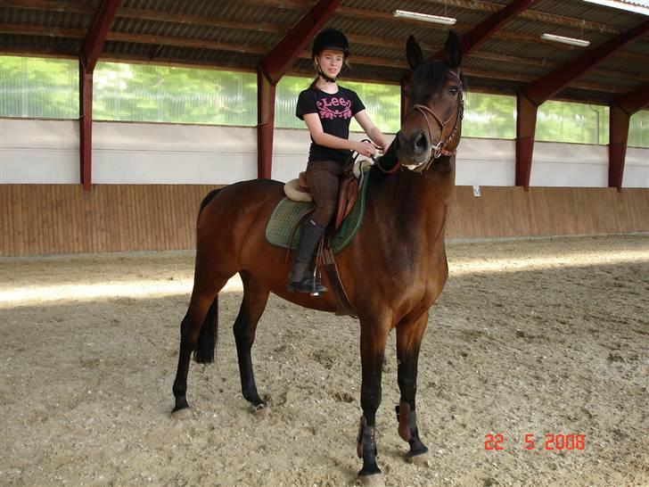 Polsk Varmblod Ronika*Solgt* billede 1