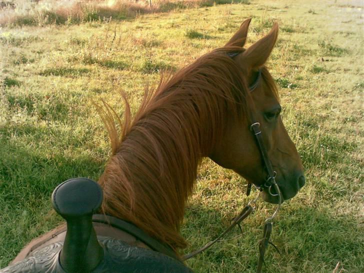 Anden særlig race Peter Pan (HIMMEL HEST) - Tossede nye ejer, hun tager billeder hele tiden. billede 4
