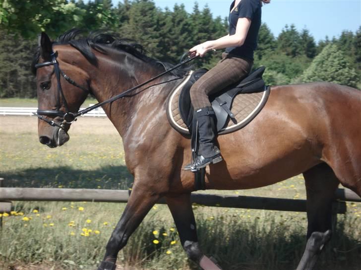 Polsk Varmblod Ronika*Solgt* billede 6