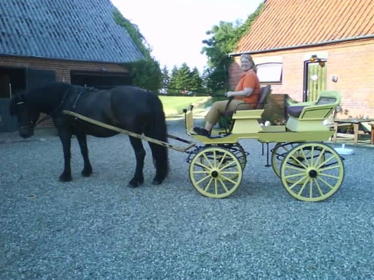 Norsk Døle Vedel´s Linsi - Her er vi ude og prøve min nye hestevogn,ude i den danske sommer, skøn oplevelse. billede 4