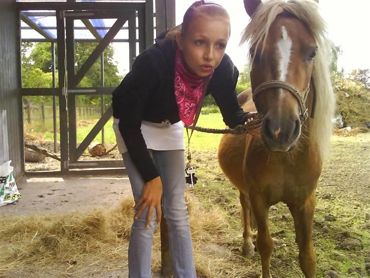 Shetlænder Batman :b *GP* <3 billede 1