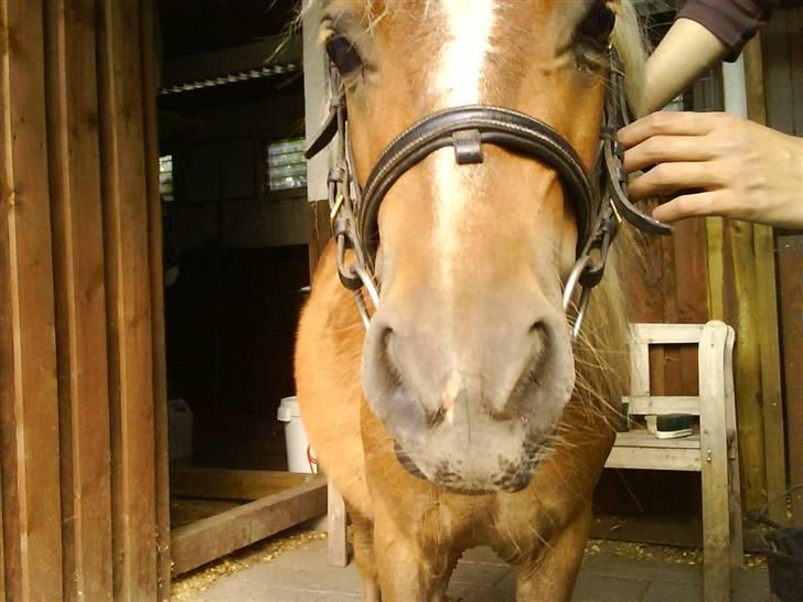 Shetlænder Batman :b *GP* <3 billede 2