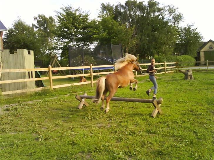 Shetlænder Batman :b *GP* <3 billede 3