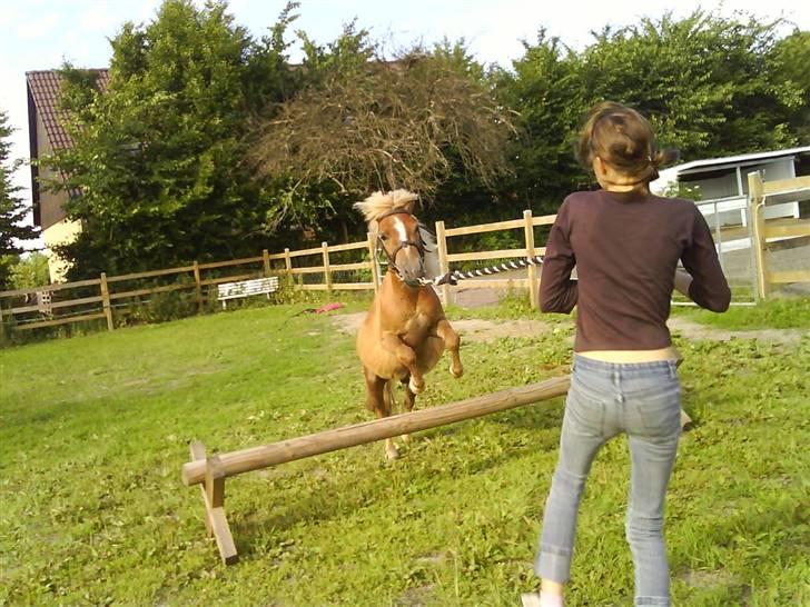 Shetlænder Batman :b *GP* <3 billede 4