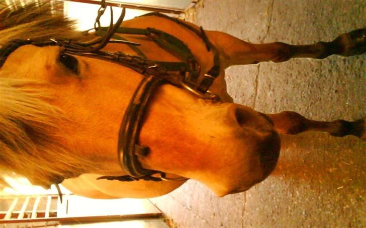 Fjordhest Maja (: * GP *  billede 4