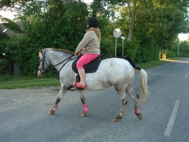 Anden særlig race Candy  - Emma skridter Candy det sidste stykke hjem, efter jeg havde redet en laaaang tur på hende, foto: mig. August 2008.  billede 9