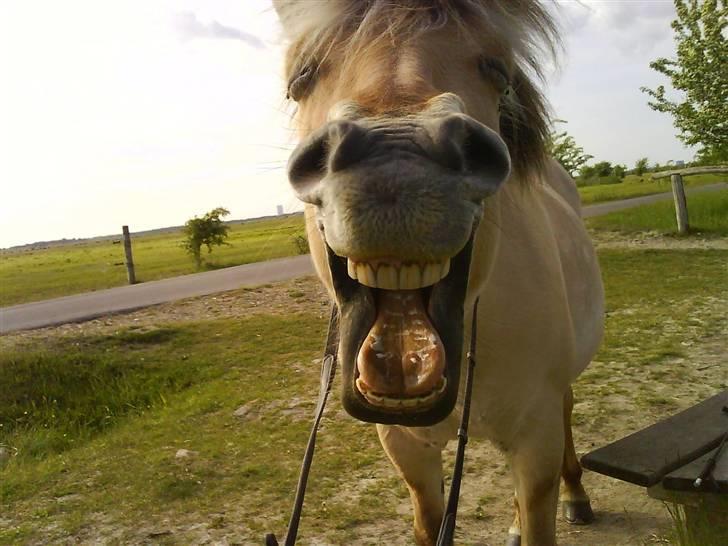 Fjordhest Maja (: * GP *  billede 5