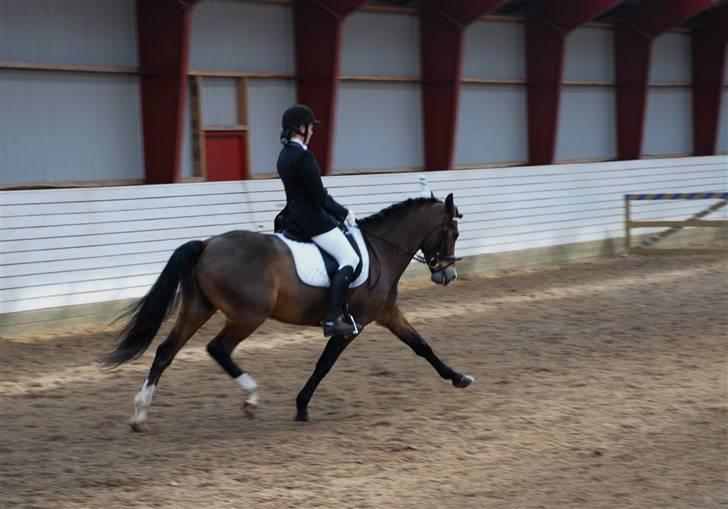 New Forest Elmholts Uventa<3 >SOLGT< - 18: Mega over lækker middeltrav, fra stævne på VAS den 5 april 2009 :) billede 15