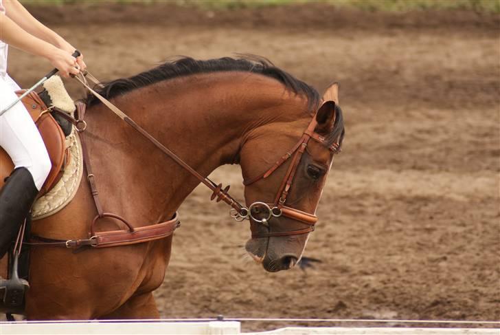 Dansk Varmblod Egegårdens Carisma - silkeborg jysk rideuge opvarmning foto: Line Meldgaard Andersen billede 6