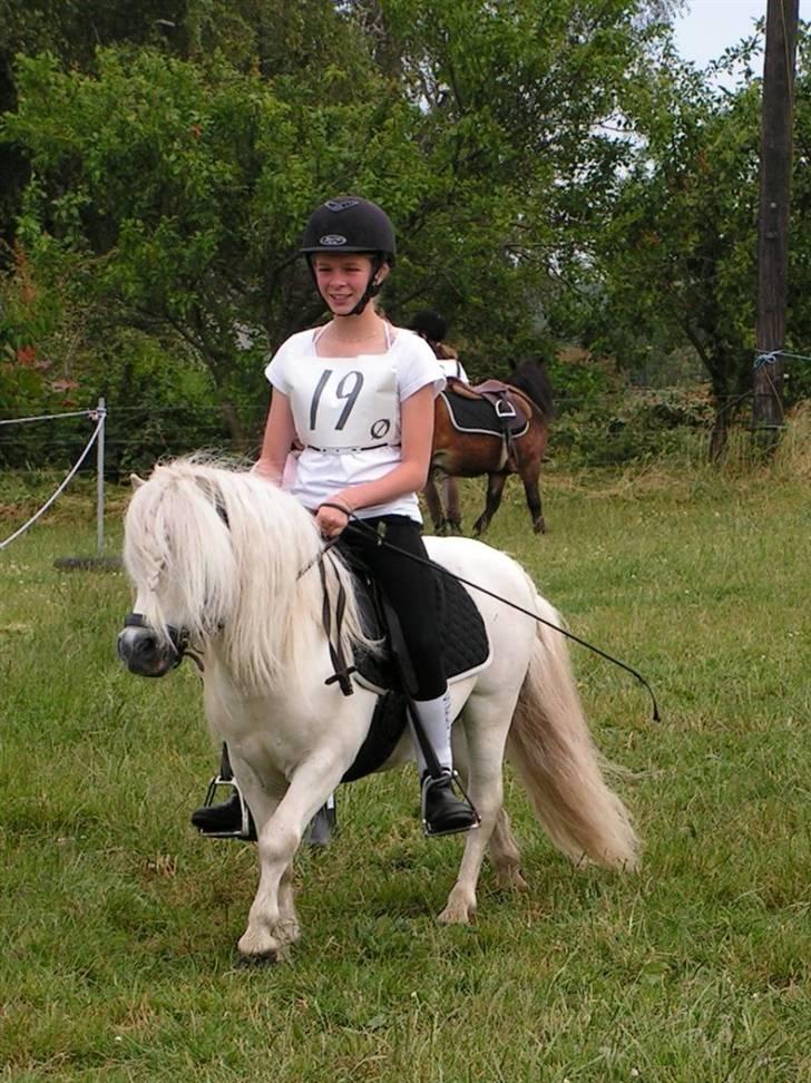 Shetlænder Lyøkons Shadow - Shadow og Ingeborg til sommerferie-start stævne på Ædellund billede 16