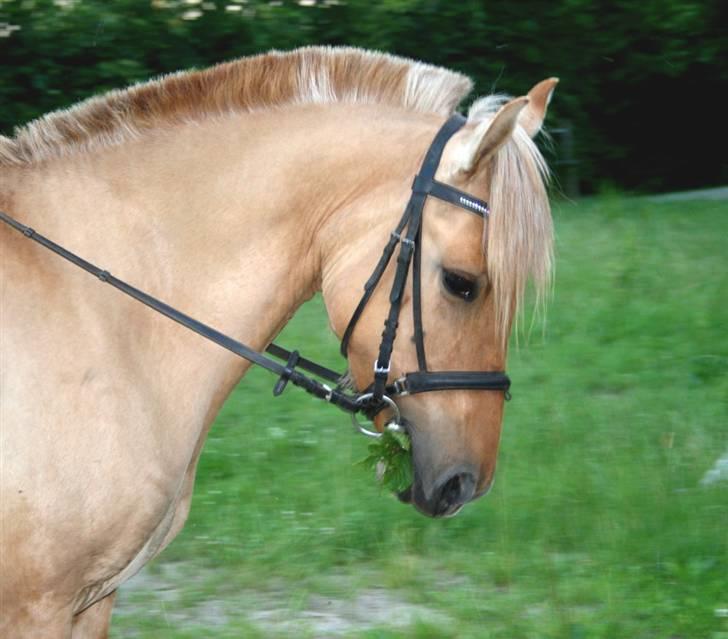 Anden særlig race | Freja - Underlige farver xD billede 10
