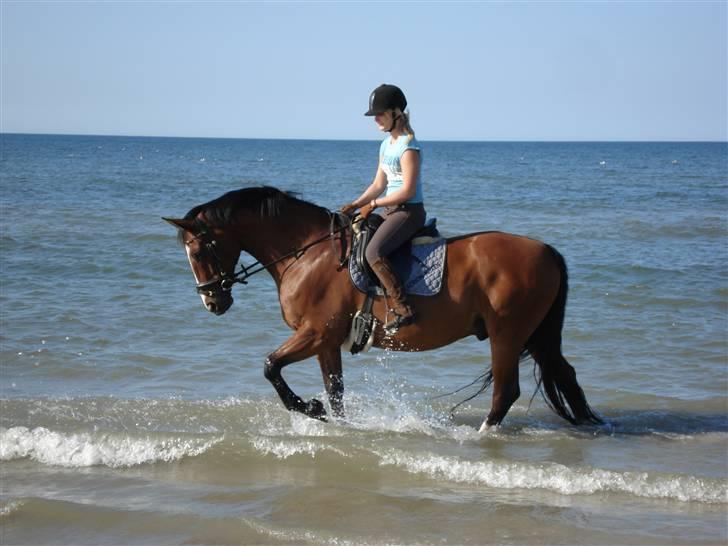 Dansk Varmblod Kadron Nexen (Ryppe) - Velkommen til Kadrons profil :) her er vi på Kjul strand. Kadron ELSKER vand :) den lille ´søhest´ billede 1