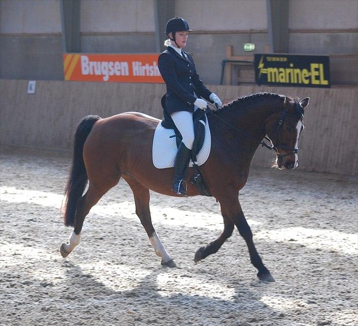 Dansk Varmblod Kadron Nexen (Ryppe) - Foto: Annika L billede 4