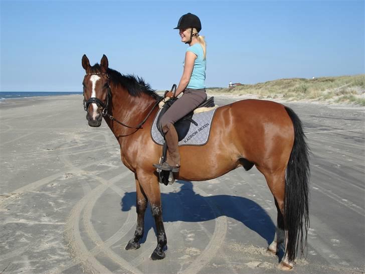 Dansk Varmblod Kadron Nexen (Ryppe) - Kadron på stranden billede 6
