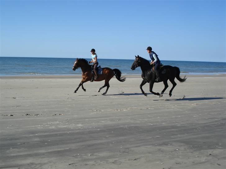 Dansk Varmblod Kadron Nexen (Ryppe) - Kadron i hurtig galop :) billede 7