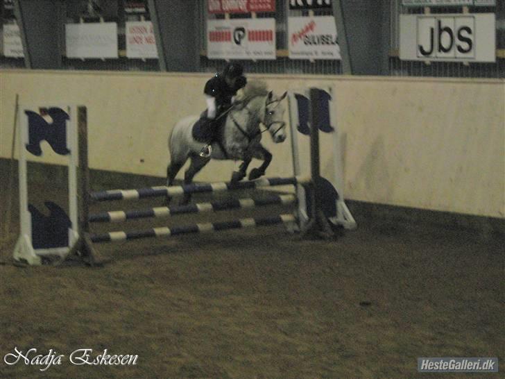 New Forest Buckland :* Drømmeponyen - *NYT* LB i Herning<33 3.plads billede 4