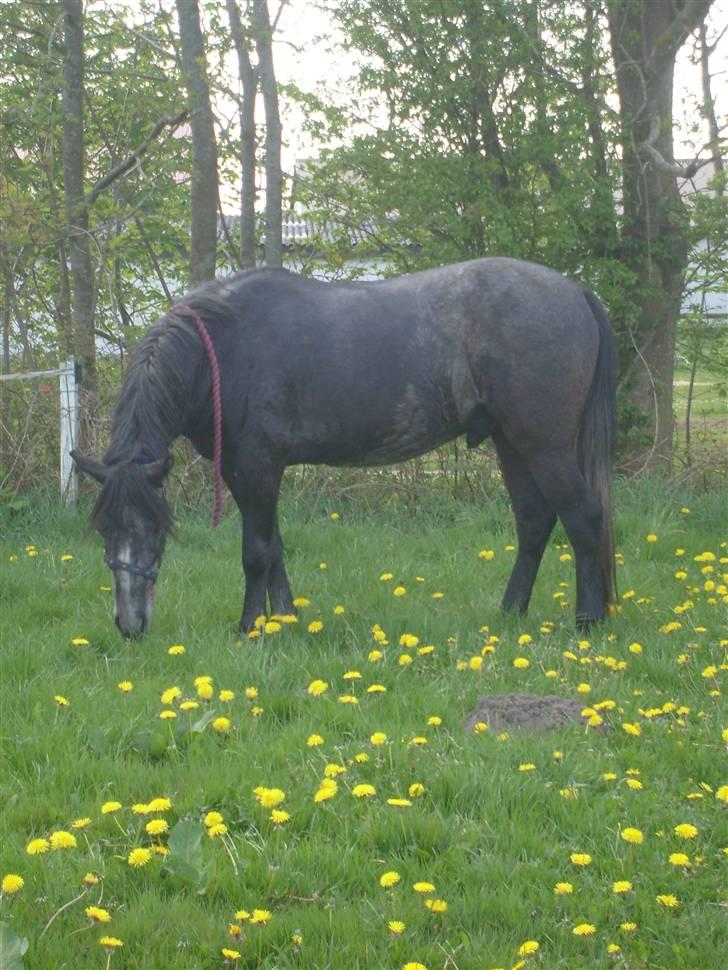 Anden særlig race Søbakkens la Muffa - Lækkert med noget græs. billede 10