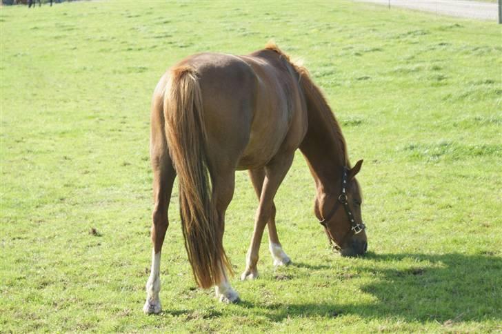 DSP Holmgaard Mesann  - 19. Et rigtig godt billede hvor hesten græsser Foto: Anna - Tak billede 19