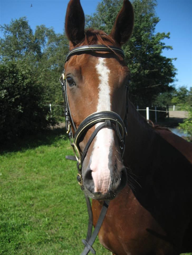 Hannoveraner WeltMeister Walder SOLGT! - Han er så Smuk <3 30 August :) <3  Hvilken forandring :) billede 1