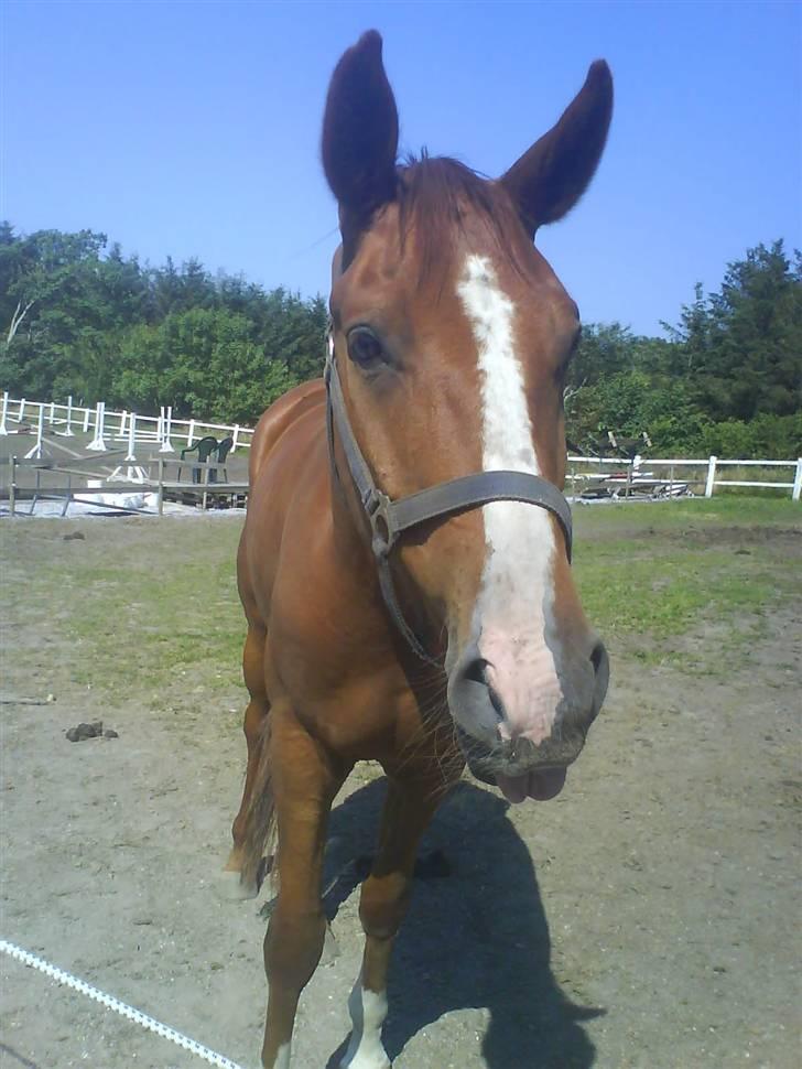 Hannoveraner WeltMeister Walder SOLGT! - Shit´ du er dejlig <3 Gamle billeder :) billede 2