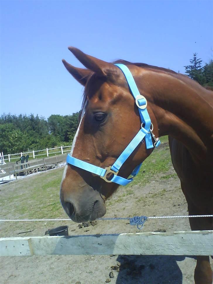 Hannoveraner WeltMeister Walder SOLGT! - Mums <3 Love you billede 4