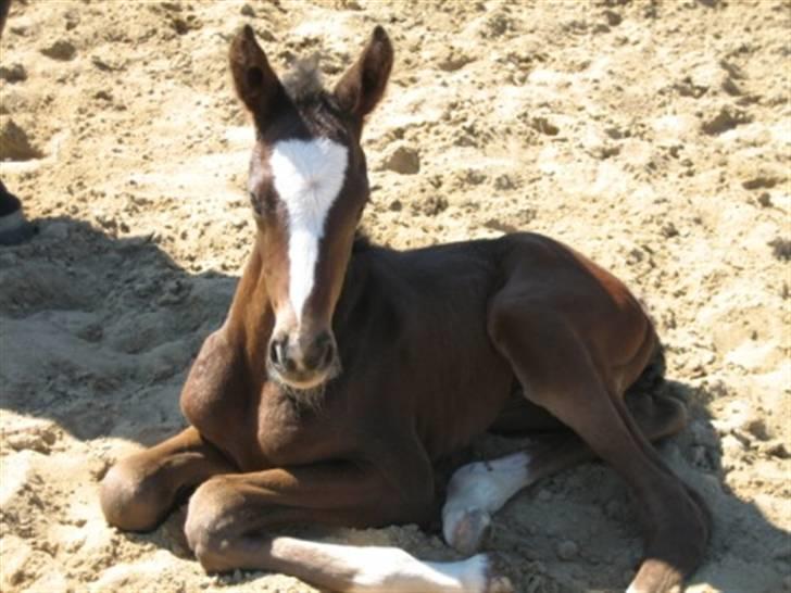 Dansk Varmblod Graversgaards Cora billede 1
