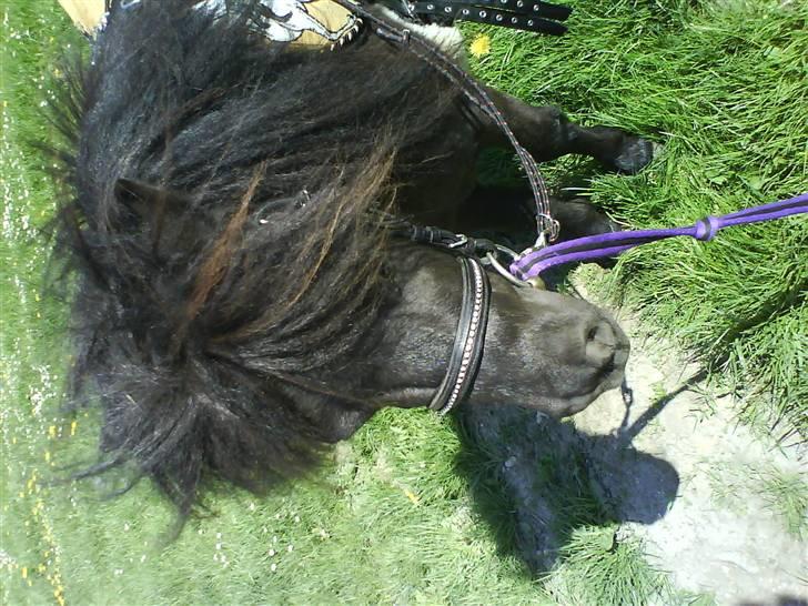 Shetlænder Elias. Passede engang. - 1* Velkommen til Elias´ profil:) billede 1