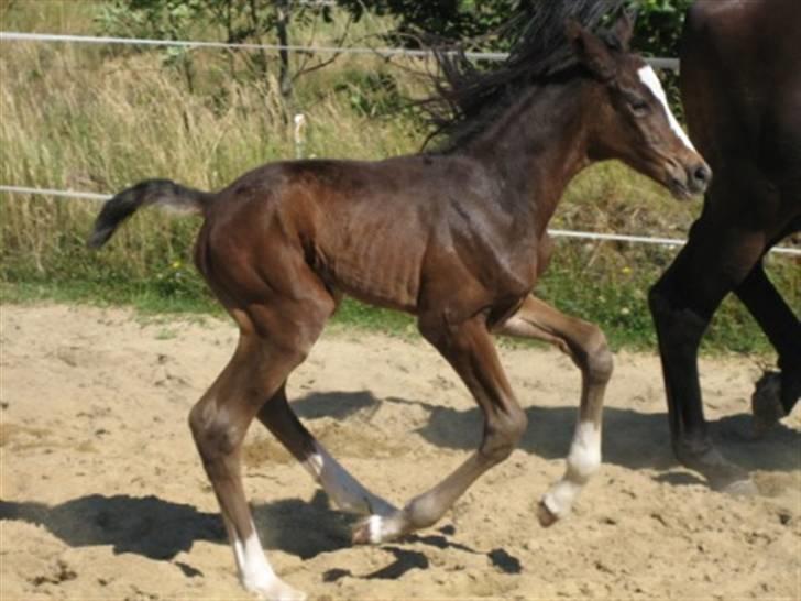 Dansk Varmblod Graversgaards Cora billede 2