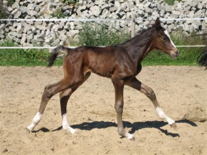 Dansk Varmblod Graversgaards Cora billede 3