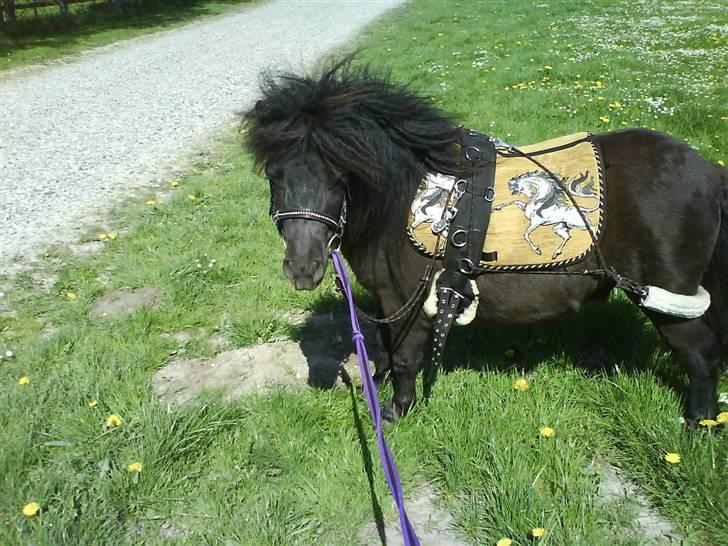 Shetlænder Elias. Passede engang. - 2* Han er bare så lækker!<33 billede 2