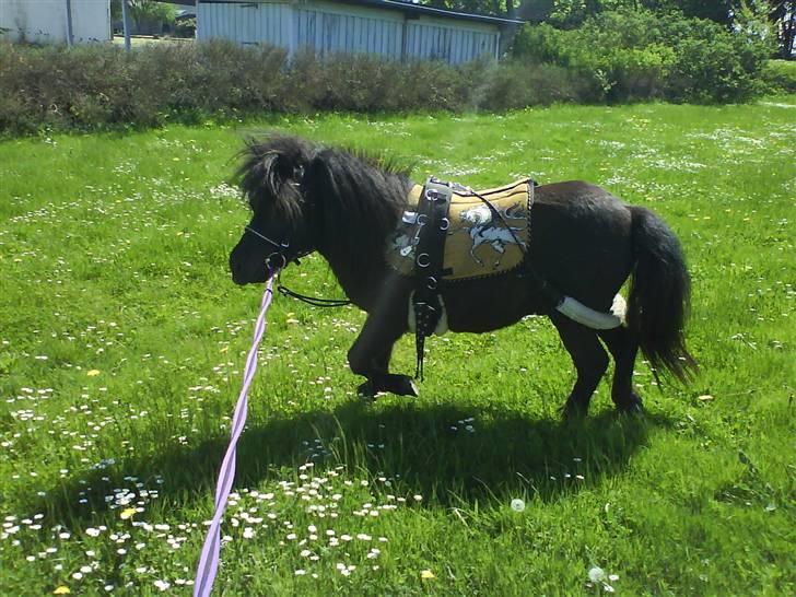 Shetlænder Elias. Passede engang. - 3* billede 3