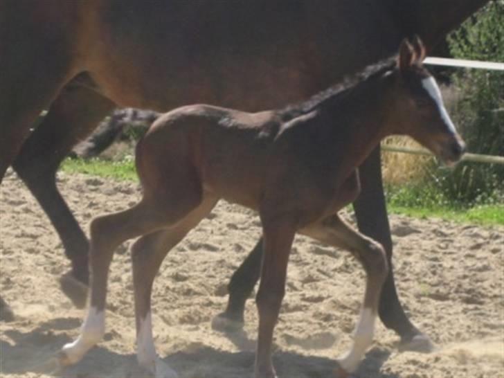 Dansk Varmblod Graversgaards Cora billede 4