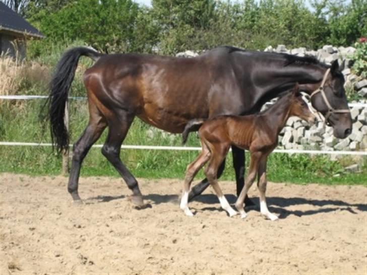 Dansk Varmblod Graversgaards Cora billede 5