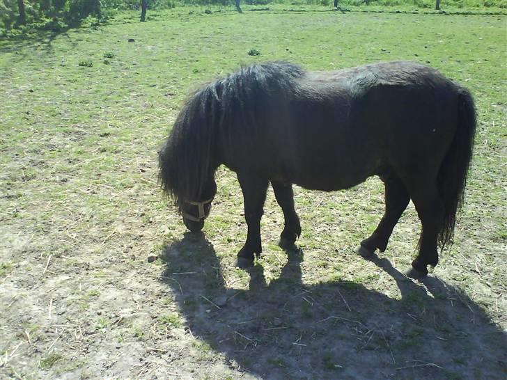 Shetlænder Elias. Passede engang. - 4* MMh Græs jeg elsker at spise i solen :P<3 billede 4