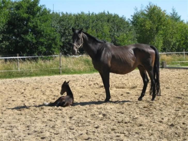 Dansk Varmblod Graversgaards Cora billede 6